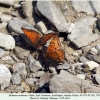 melitaea arduinna1 male5